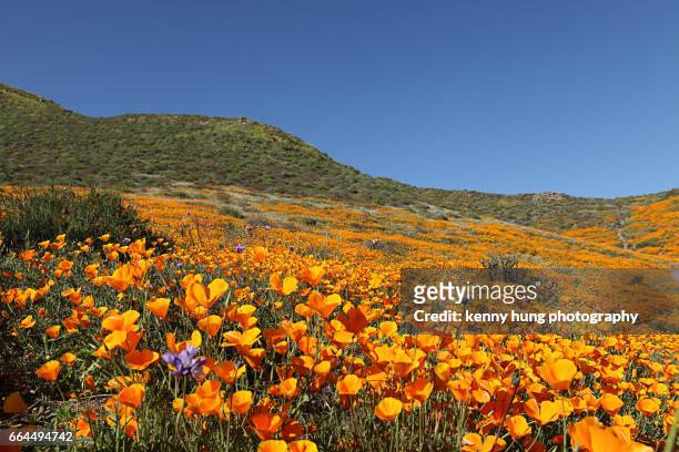 california golden poppy bloom - california poppies stock pictures, royalty-free photos & images