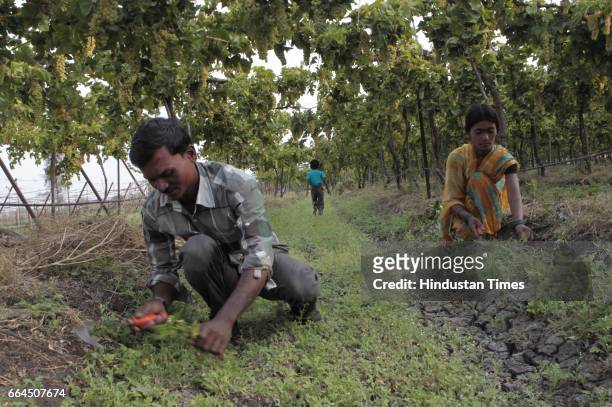 Vishnu Chandane and his wife Archana work in a grape farm in Pimpalgaon in Nashik while their son Ajay plays, in India.