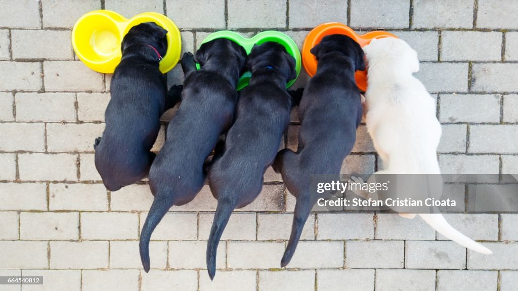 Puppies at lunch time