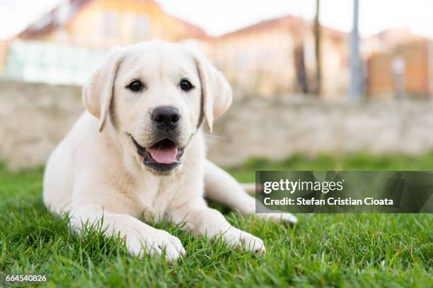 labrador retriever sitting on grass - labrador puppies stock-fotos und bilder