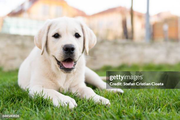 labrador retriever sitting on grass - labrador-retriever stockfoto's en -beelden