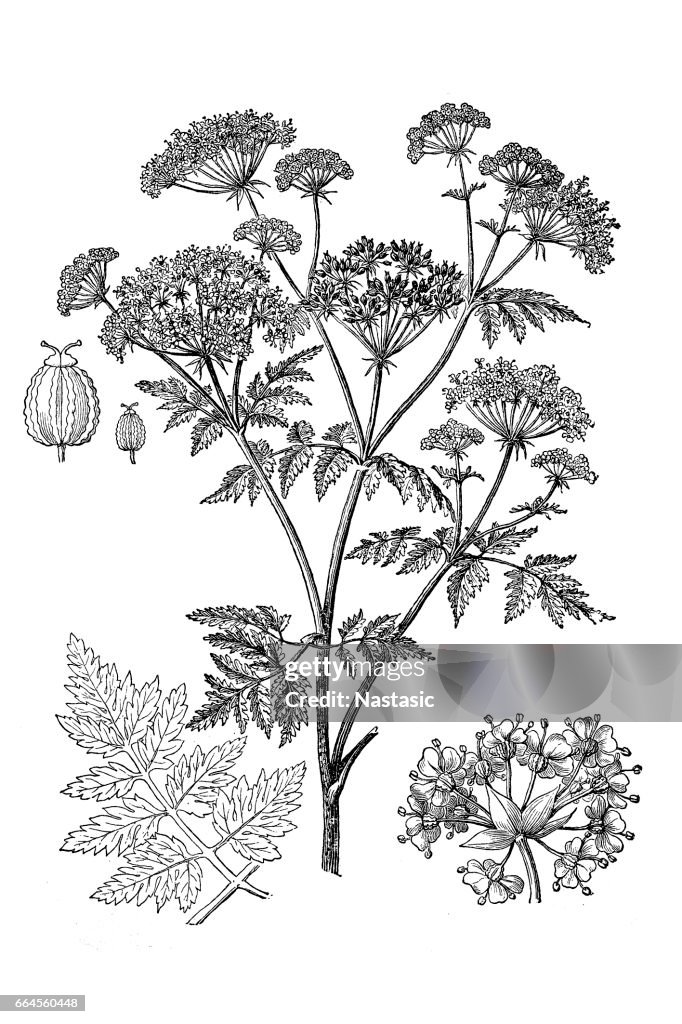 Conium maculatum (hemlock, poison hemlock)