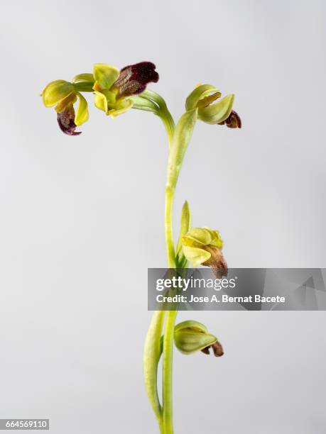 mirror orchid (ophrys speculum), valencia, spain - cabeza de flor foto e immagini stock