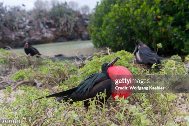 Male frigate bird with inflated throat pouch on Genovesa Island in the Galapagos Islands, Ecuador.