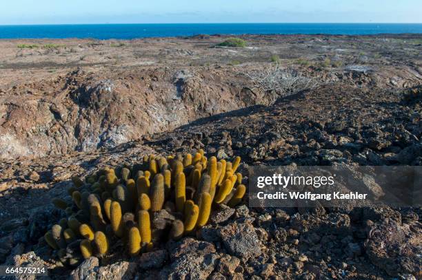 Lava cacti on Genovesa Island in the Galapagos Islands, Ecuador.