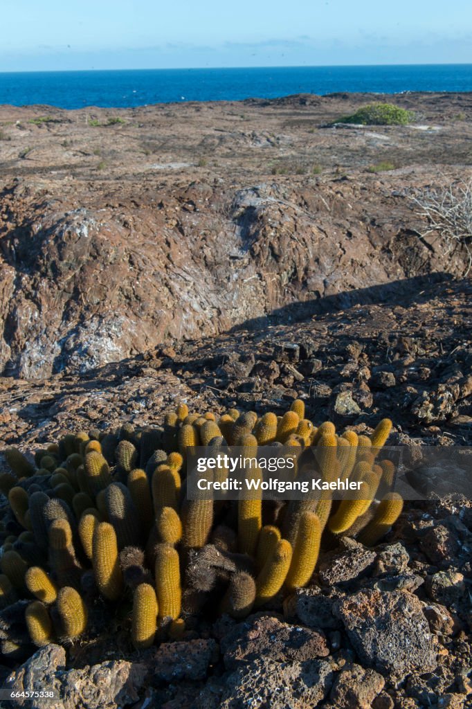 Lava cacti (Brachycereus nesioticus) on Genovesa Island (...