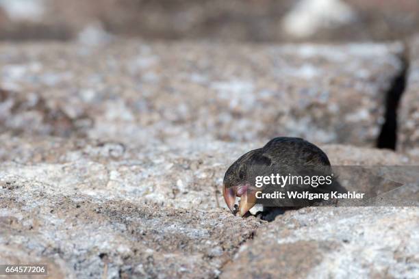 Male large cactus ground finch on Genovesa Island in the Galapagos Islands, Ecuador.