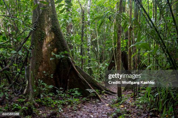 Coomacka Tree Coca Tree Photos and Premium High Res Pictures - Getty Images
