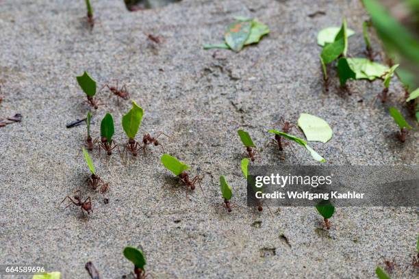 Leafcutter ants carry sections of leaves larger than their own bodies in order to cultivate fungus for food at their colony in the rain forest near...