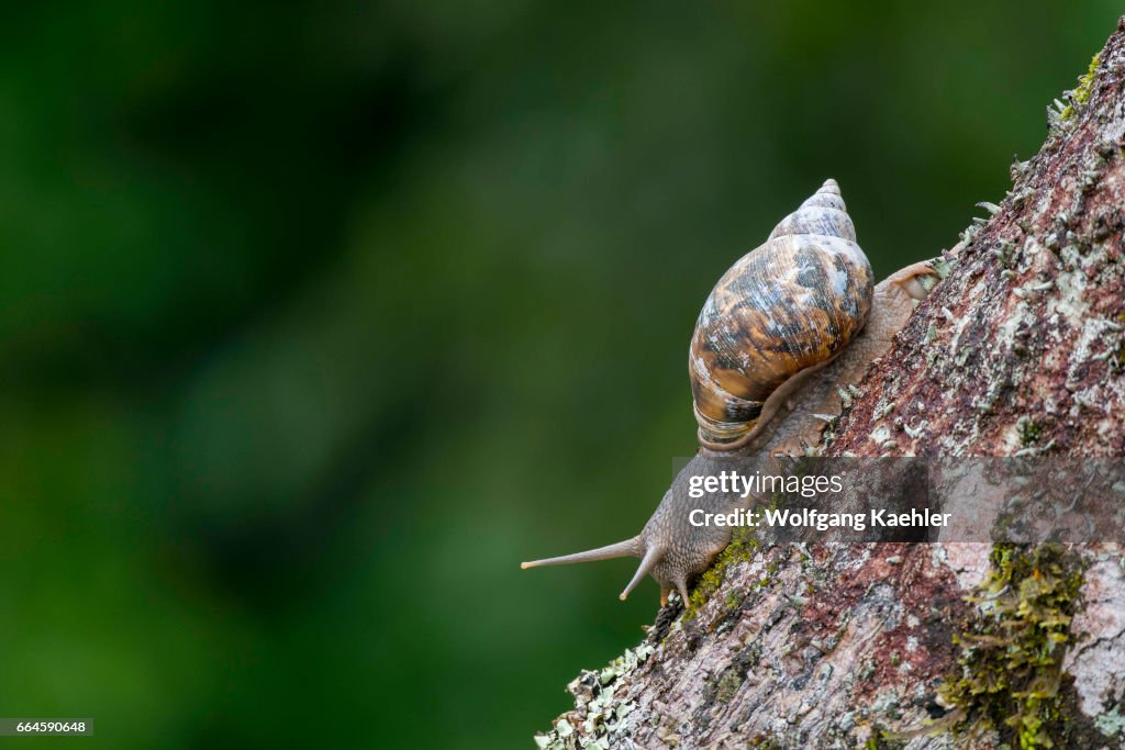 View from the observation tower of a snail on a branch in...