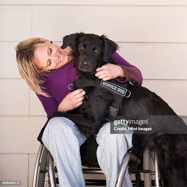 a mature woman wheelchair user with her arms around her service dog, a black labrador whose front paws are on her lap. - assistance dog stock pictures, royalty-free photos & images