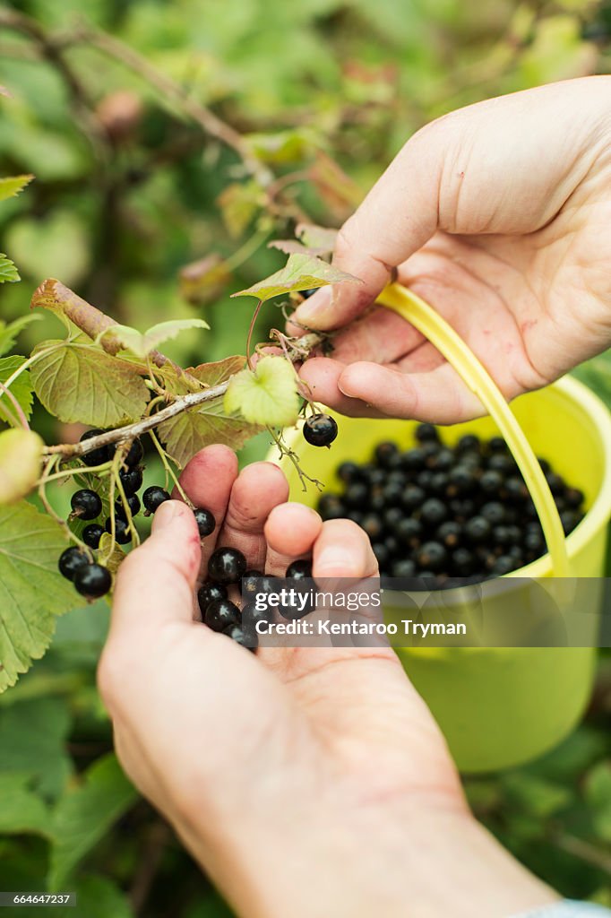 Cropped image of hands picking black currants