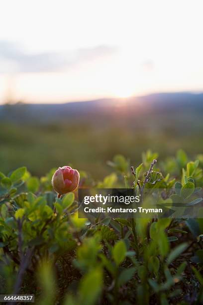 flower growing outdoors - jamtland stock pictures, royalty-free photos & images