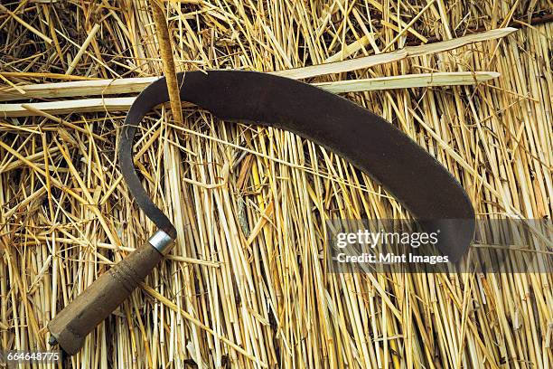 close up of a shearing hook on a straw thatched roof. - podão imagens e fotografias de stock