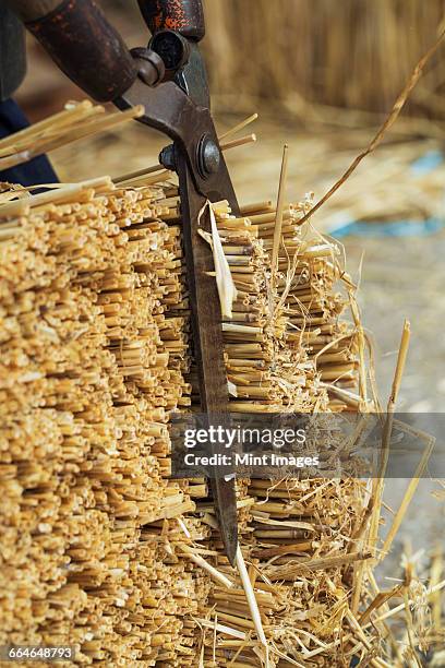 close up of a thatcher cutting a yelm of straw with a pair of shears. - kompetenz bündeln stock-fotos und bilder