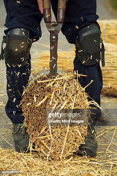 thatcher cutting a yelm of straw with a pair of shears. - kompetenz bündeln stock-fotos und bilder