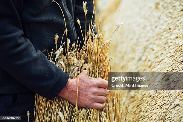 close up of a thatcher holding a yelm of straw. - kompetenz bündeln stock-fotos und bilder