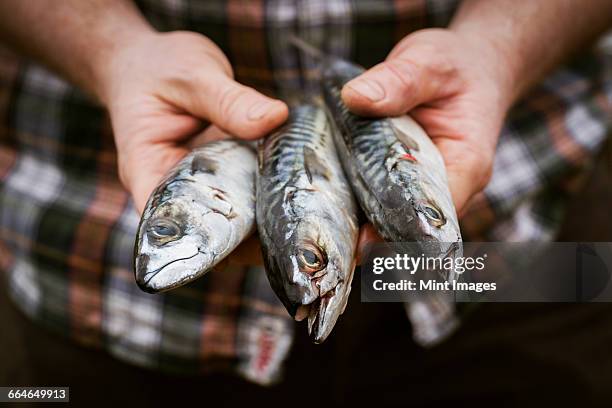 close up of a chef holding a three fresh mackerel in his hands. - makreel stockfoto's en -beelden