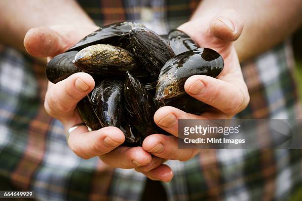 close up of a chef holding fresh black mussels in his hands. - mussels stockfoto's en -beelden