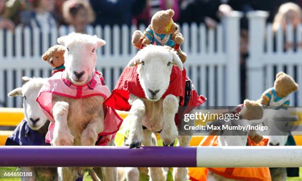 Herdwick sheep with names including 'Red Ram', 'Mint Sauce', 'Woolly Jumper', 'No Ewe Turn' and 'Ed Shearing' take part in the 'Lamb National' race...