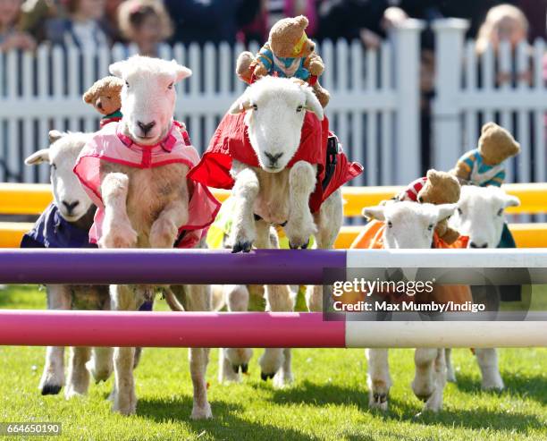 Herdwick sheep with names including 'Red Ram', 'Mint Sauce', 'Woolly Jumper', 'No Ewe Turn' and 'Ed Shearing' take part in the 'Lamb National' race...