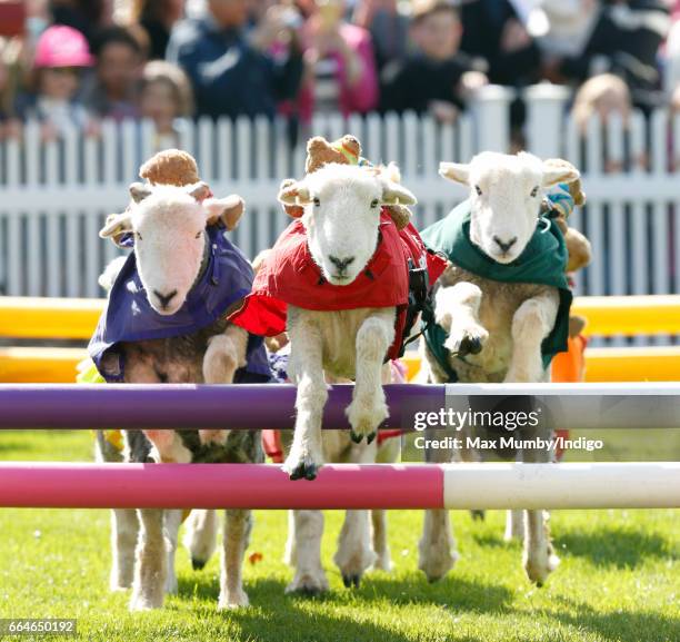 Herdwick sheep with names including 'Red Ram', 'Mint Sauce', 'Woolly Jumper', 'No Ewe Turn' and 'Ed Shearing' take part in the 'Lamb National' race...