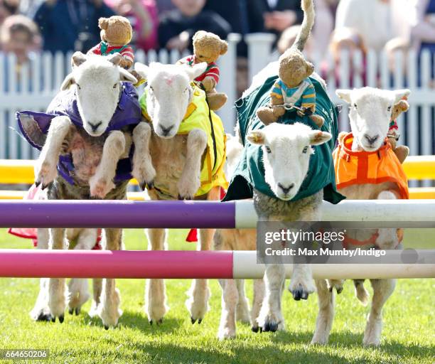 Herdwick sheep with names including 'Red Ram', 'Mint Sauce', 'Woolly Jumper', 'No Ewe Turn' and 'Ed Shearing' take part in the 'Lamb National' race...