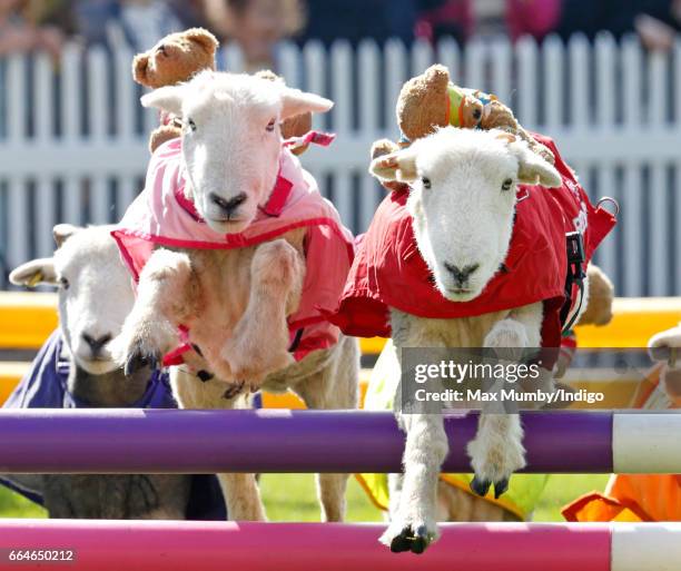 Herdwick sheep with names including 'Red Ram', 'Mint Sauce', 'Woolly Jumper', 'No Ewe Turn' and 'Ed Shearing' take part in the 'Lamb National' race...