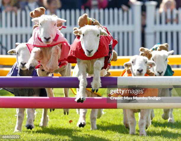 Herdwick sheep with names including 'Red Ram', 'Mint Sauce', 'Woolly Jumper', 'No Ewe Turn' and 'Ed Shearing' take part in the 'Lamb National' race...