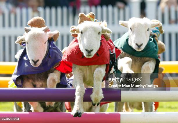 Herdwick sheep with names including 'Red Ram', 'Mint Sauce', 'Woolly Jumper', 'No Ewe Turn' and 'Ed Shearing' take part in the 'Lamb National' race...