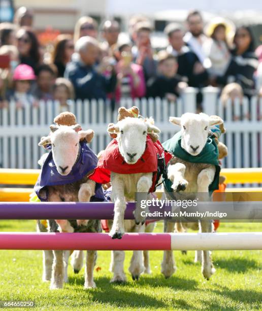 Herdwick sheep with names including 'Red Ram', 'Mint Sauce', 'Woolly Jumper', 'No Ewe Turn' and 'Ed Shearing' take part in the 'Lamb National' race...