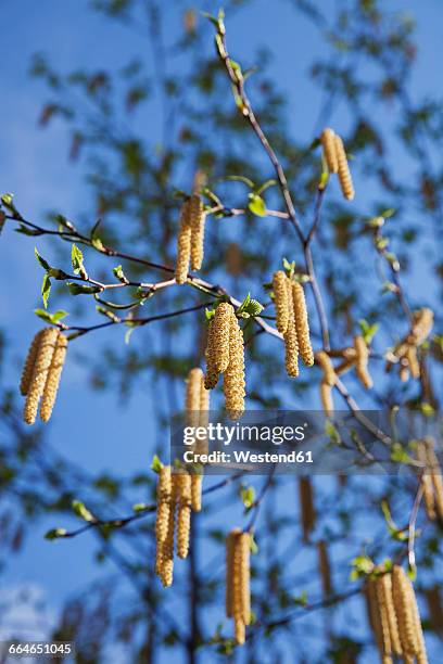 germany, birch tree, betula, birch catkins - birch tree stock pictures, royalty-free photos & images