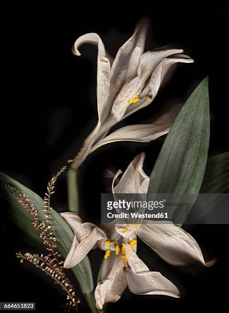 withered white lillies in front of black background - dead rotten stock pictures, royalty-free photos & images