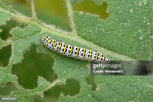 caterpillar of mullein moth on a leaf - caterpillar stock-fotos und bilder