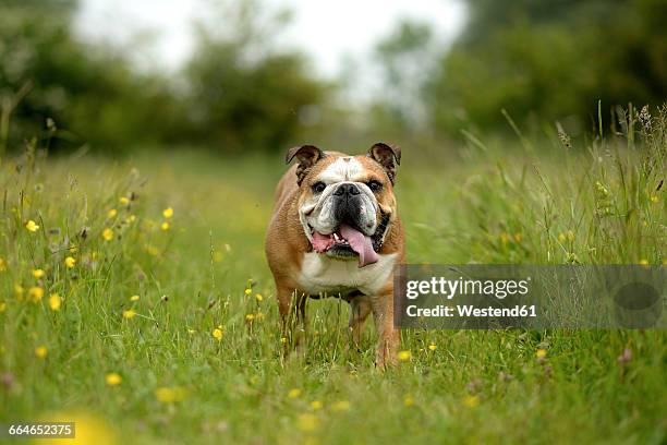 english bulldog on a meadow - bulldogge stock-fotos und bilder