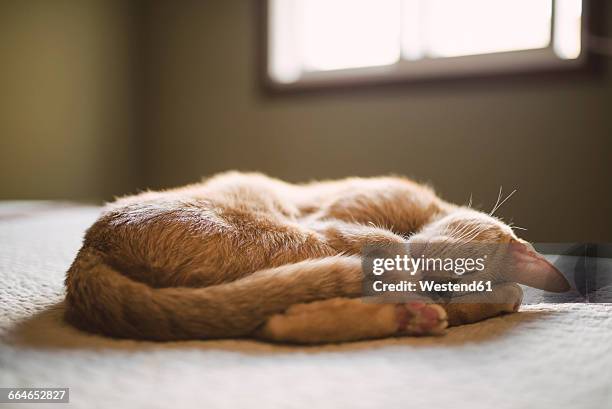 cat sleeping on a bed at home - acostado de lado fotografías e imágenes de stock