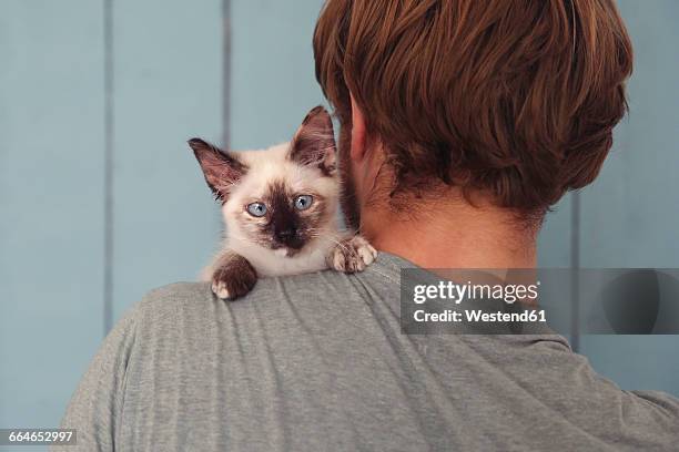 back view of man with kitten on his shoulder - holding cat imagens e fotografias de stock