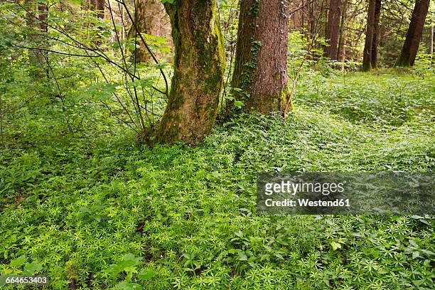 germany, bavaria, isar floodplains, alluvial forest, woodruff, galium odoratum - galium stock pictures, royalty-free photos & images