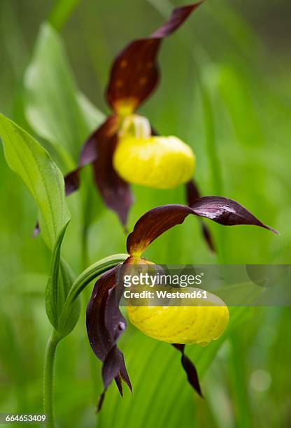 yellow lady’s slipper, cypripedium calceolus, close up - calceolus stock-fotos und bilder