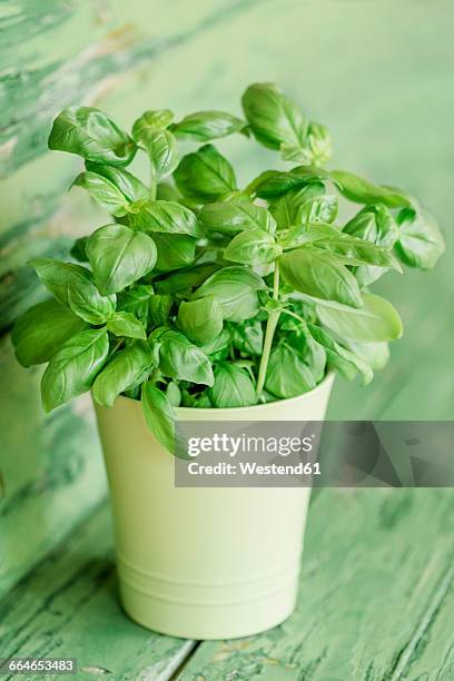 basil in pot - basil stock pictures, royalty-free photos & images