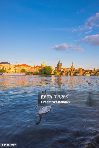 czechia, prague, mute swan, vltava river, old town with charles bridge in the background - karlsbrücke stock-fotos und bilder