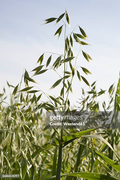 germany, field with oat, avena, close-up of spikes - avena stock pictures, royalty-free photos & images
