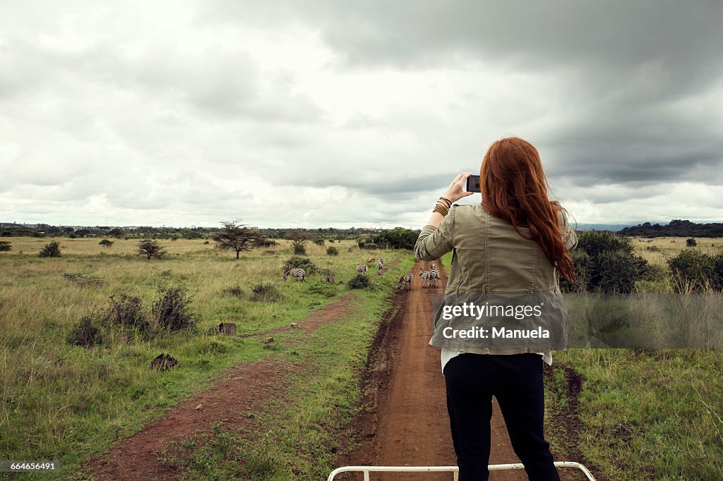 Woman taking photograph of zebras from top of vehicle in wildlife park, Nairobi, Kenya