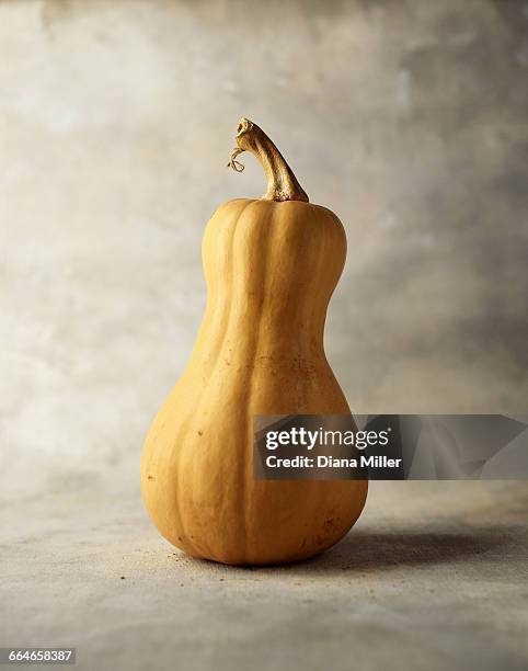 butternut squash - butternut squash stock pictures, royalty-free photos & images