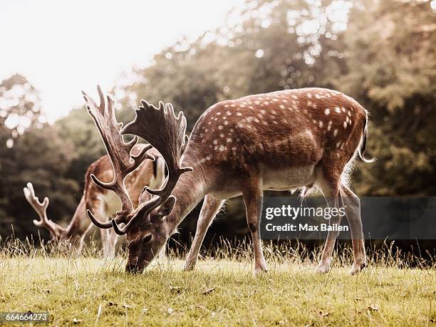 two deer grazing, aarhus, denmark - arhus fotografías e imágenes de stock