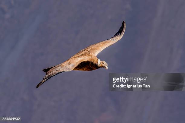 andean condor (vultur gryphus) in flight - ignatius tan stock-fotos und bilder