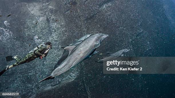 scuba diver swimming with bottlenose dolphins - ソコロ島 ストックフォトと画像