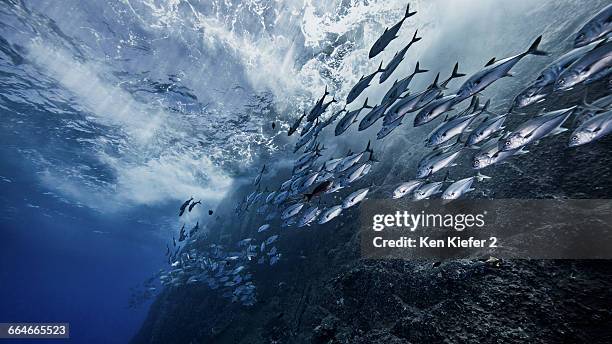 school of fish by underwater volcano - undersea volcano stock pictures, royalty-free photos & images