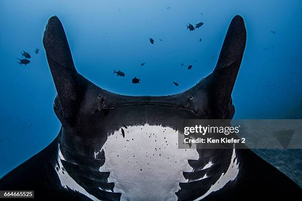 close up cropped view of giant oceanic manta ray - socorro island stock pictures, royalty-free photos & images