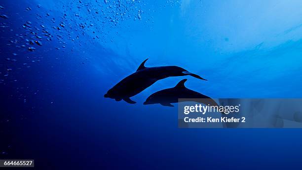 low angle silhouette of bottle nose dolphins - socorro island stock pictures, royalty-free photos & images